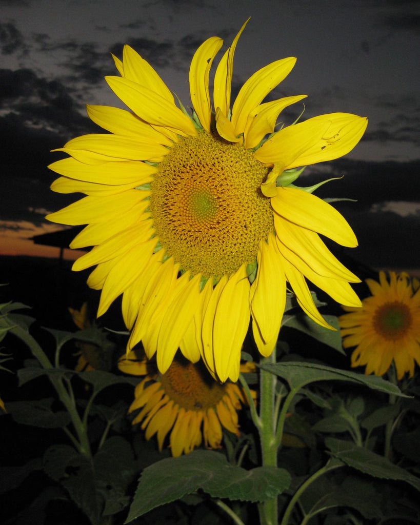 Sunflowers