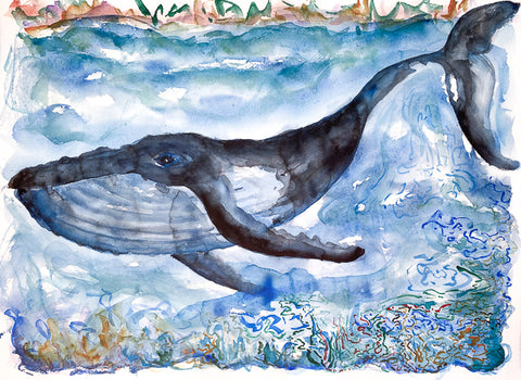 Humpback Whale and Kelp