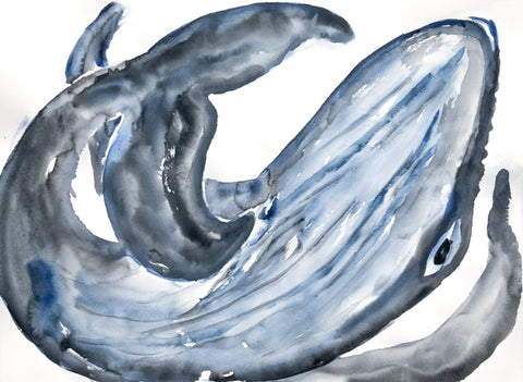 Humpback Whale Painting Watercolour by Stephanie Fuller Artist