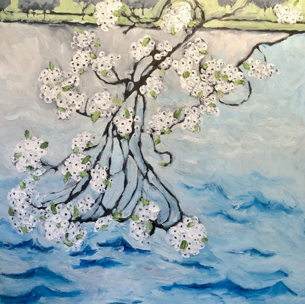 Cherry Blossoms